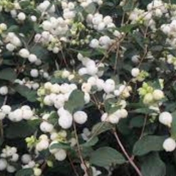 Symphoricarpos x doorenbosii 'White Hedge' 