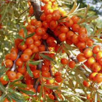 Hippophae rhamnoides 'Silver Star' 