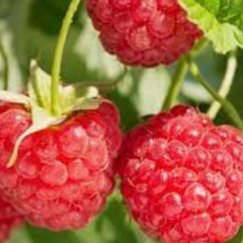 Rubus idaeus 'Latham' 