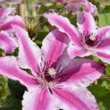 Clematis 'Carnaby' 