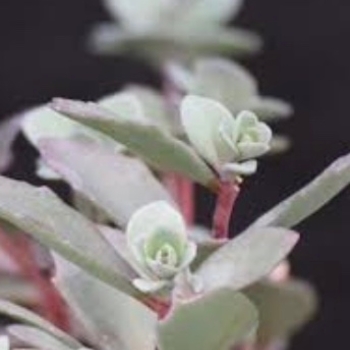 Sedum floriferum 'Winter Mahogany®' 