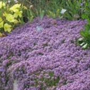 Thymus serpyllum 'Roseus' 