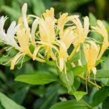 Lonicera japonica 'Halliana' 