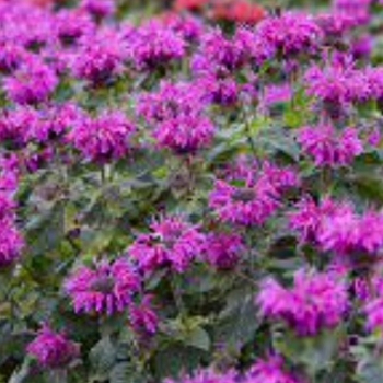 Monarda 'Bee-Free' 