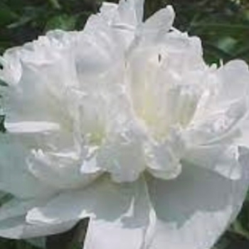 Paeonia 