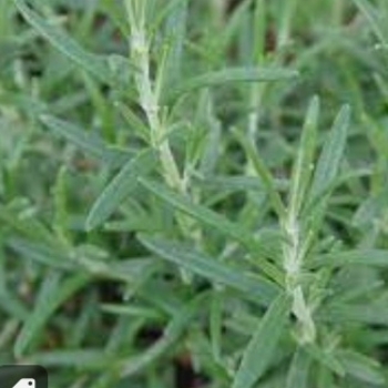 Rosmarinus officinalis 'Arp' 