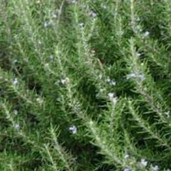 Rosmarinus officinalis 'Renzels' 