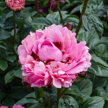 Paeonia lactiflora 'The Fawn'