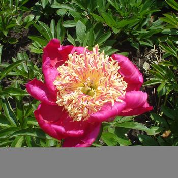 Paeonia lactiflora 'Sword Dance'