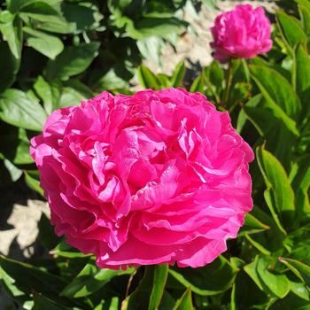 Paeonia lactiflora 'Riches and Fame'