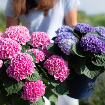 Hydrangea macrophylla 'Hokomarore' 