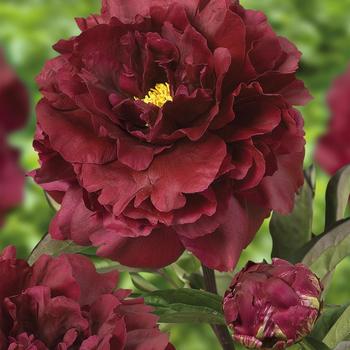 Paeonia lactiflora 'Black Beauty' 