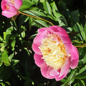 Paeonia lactiflora 'Bowl of Beauty' 