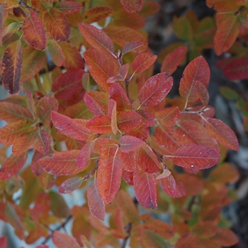 Amelanchier canadensis 'Rainbow Pillar®' Glennform