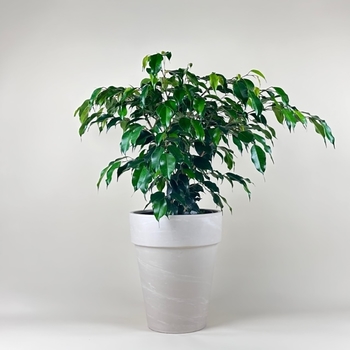 Ficus benjamina