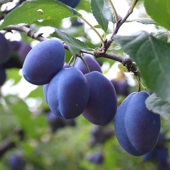 Prunus domestica 'Early Italian' 