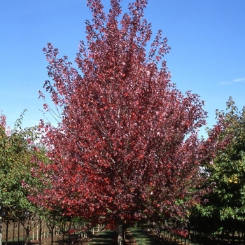 Acer rubrum 'Frank Jr' PP16769