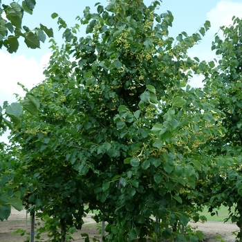 Tilia x flavescens 'Glenleven' 