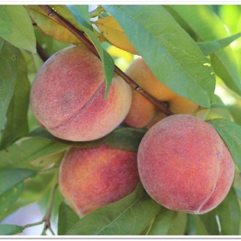 Prunus persica var. nucipersica 'Arctic Blaze' 
