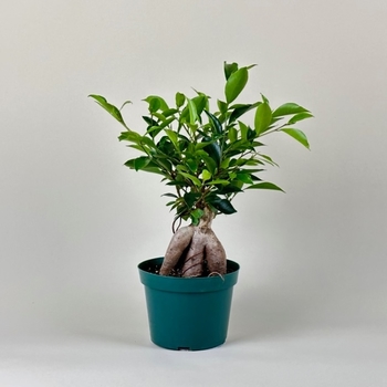 Ficus retusa 'Ginseng' 