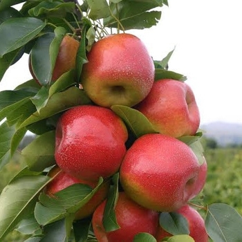 Pyrus pyrifolia 'PremP109' PP18577