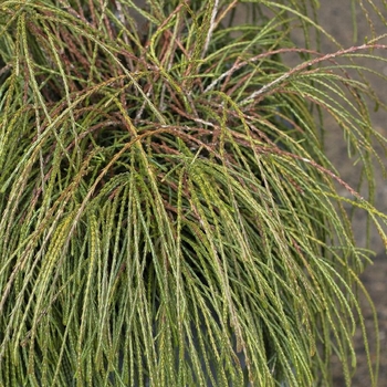 Thuja plicata 'Whipcord' 