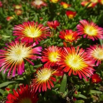 Delosperma 'Delmara™ Red' 