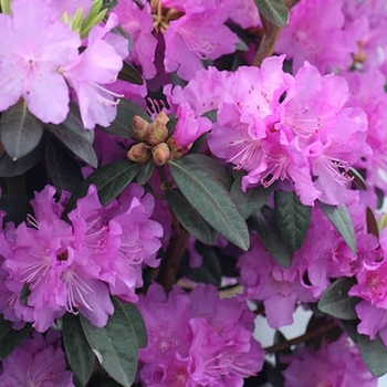 Rhododendron 'P.J.M. Elite' 
