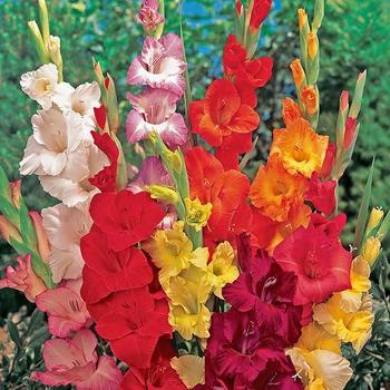 Gladiolus communis 