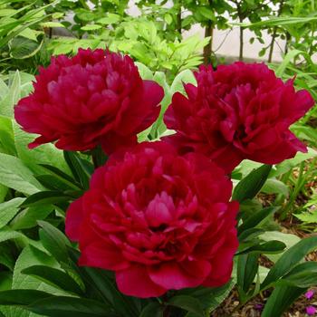 Paeonia lactiflora 'Red Magic' 