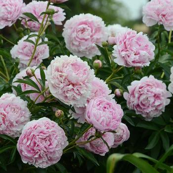 Paeonia lactiflora 'Sarah Bernhardt'