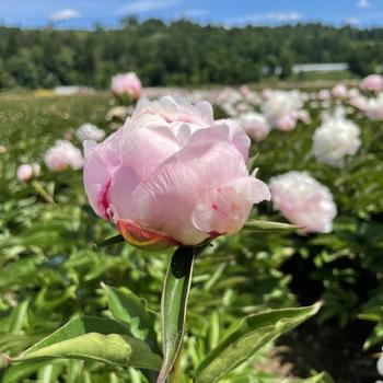 Paeonia lactiflora 'Shirley Temple' 