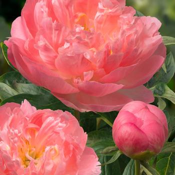 Paeonia lactiflora 'Pink Hawaiian Coral' 