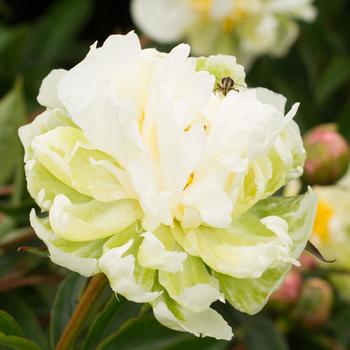 Paeonia lactiflora 'Green Halo'