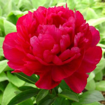 Paeonia lactiflora 'Red Sarah Bernhardt'