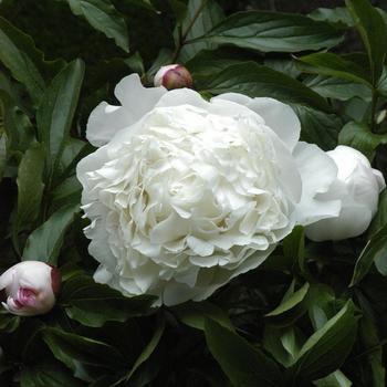 Paeonia lactiflora 'White Sarah Bernhardt' 
