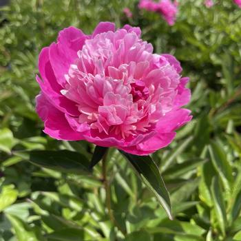 Paeonia lactiflora 'Pink Pompadour' 