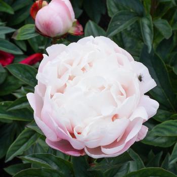 Paeonia lactiflora 'Nick Shaylor'