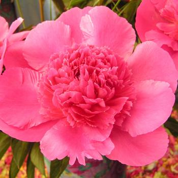 Paeonia lactiflora 'Bouquet Perfect' 