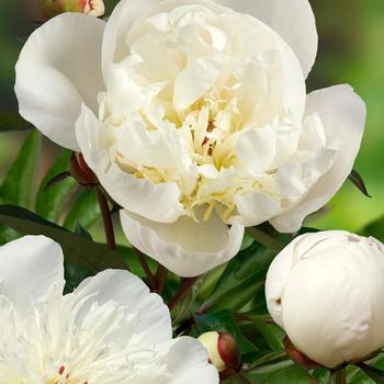 Paeonia lactiflora 'Immaculee'