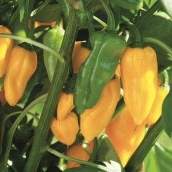 Capsicum annuum 'Black Hawk' 