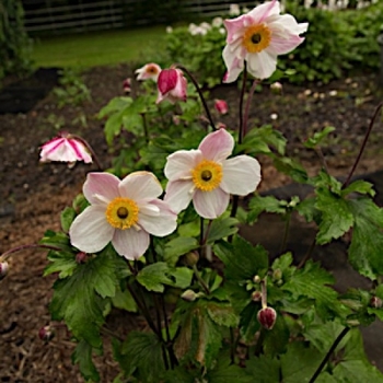 Anemone 'Dainty Swan' PPAF