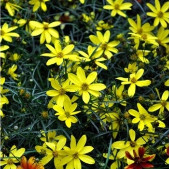 Coreopsis verticillata 'Electric Avenue' PP24688