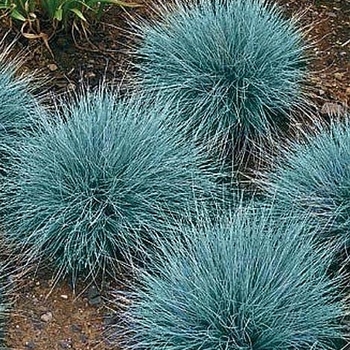 Festuca 'Cool as Ice' 