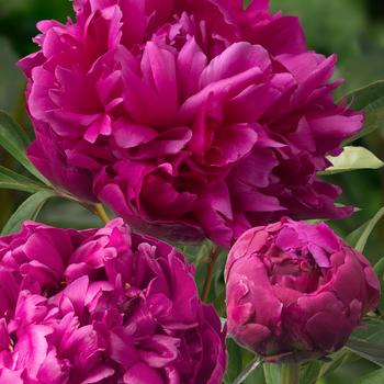 Paeonia lactiflora 'Inspector Lavergne'