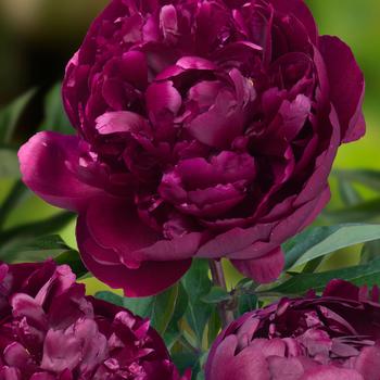 Paeonia lactiflora 'Peter Brand'