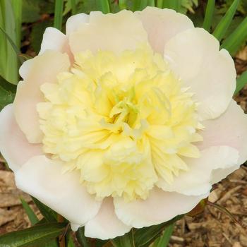 Paeonia lactiflora 'Primavera'