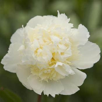 Paeonia lactiflora 'Laura Dessert'