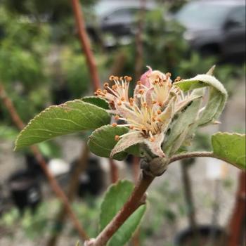 Malus domestica 'Golden Dorsett' 