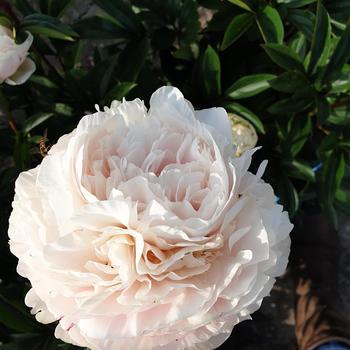 Paeonia lactiflora 'Solange'